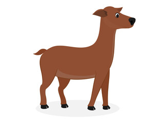 Deer on a white background.