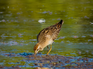 Sharp-tailed Sandpiper in Queensland Australia
