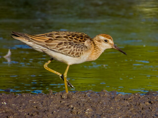 Sharp-tailed Sandpiper in Queensland Australia