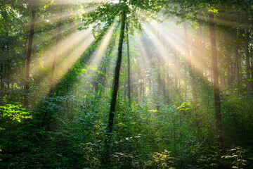 Fototapeta premium Sunny morning in the forest