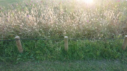 夕日をあびて輝くねこじゃらし