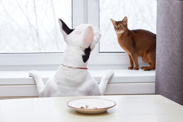 A white bull terrier dog looks and eats food for breakfast, lunch and dinner. An animal in a bright...