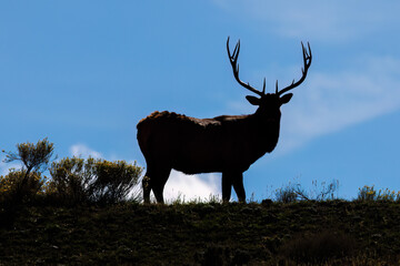 Silhouette of a bull elk (Cervus canadensis) standing on a ridge looking at the camera during early fall.