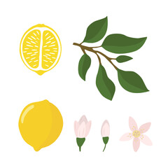 A set of lemon whole and cut with flowers and leaves in a flat style. Vector illustration highlighted on a white background.