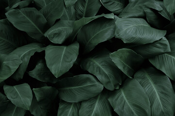 Nature leaves, green tropical forest, backgound illustration concept