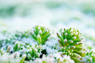 屋外で雪をかぶった多肉植物のグリーンのセダムの葉の冬イメージの接写