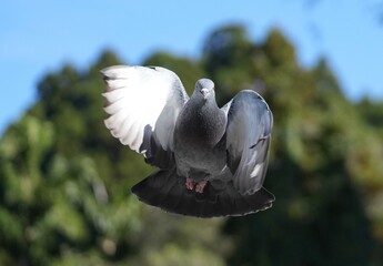 Flying pigeon captured 