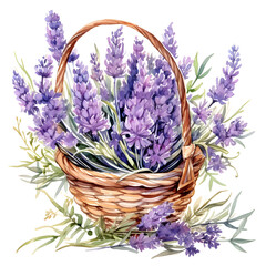 Lavender, Flowers, Watercolor illustrations