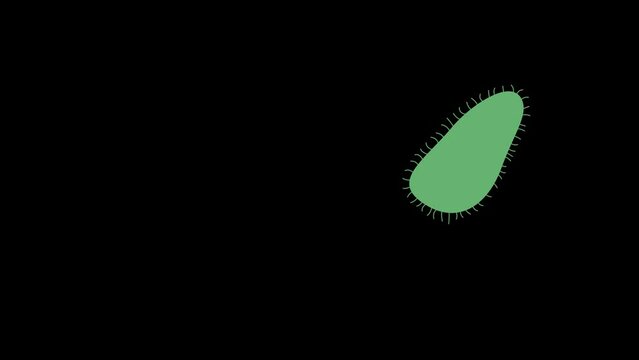 ciliate slipper simplest animation 2d motion closed