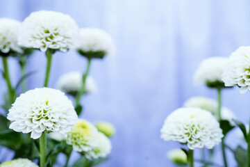 静かな淡い青背景に両端に美しく咲いた白いピンポンマムの可愛らしい菊の花の接写