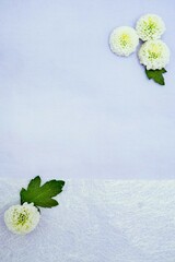シンプルな淡い青背景に飾られた白のピンポンタイプの丸いキクの花の背景素材、縦
