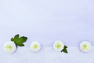 薄い青の布と白の不織布を背景に並べた白いピンポンマムの花の壁紙素材