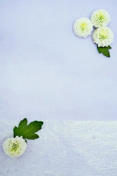 シンプルな淡い青背景に飾られた白のピンポンタイプの丸いキクの花の背景素材、縦