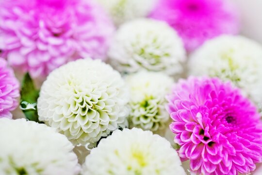 水に浮かんだ白とピンクの丸いポットマムの花の涼し気なフローティングフラワーの接写