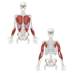 Medical illustration to explain anatomy trains front arm line