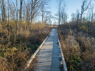 Obraz premium Wooden Boardwalk in Belle Isle in Detroit, Michaigan near the Woodside Shelter off the Iron Belle trail
