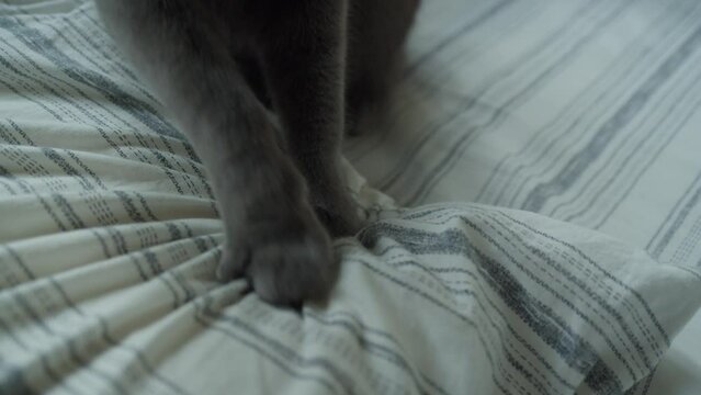 Blue Persian cat paws kneading a white pillow