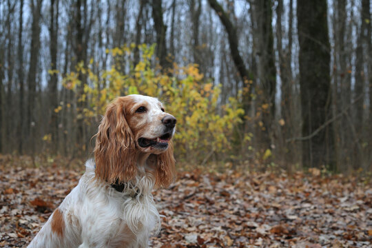 Dog Russian hunting spaniel in the autumn forest