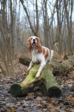 Dog Russian hunting spaniel in the autumn forest
