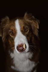 Dog is trying to catch piece of food. The attentive, focused face of the Australian Shepherd. Dark studio background.