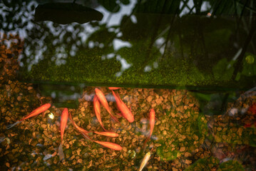 Koi swimming in the pond