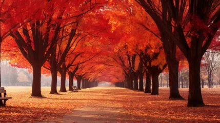 Photo sur Plexiglas Rouge 2 a wonderful autumn leaves landscape within a large park