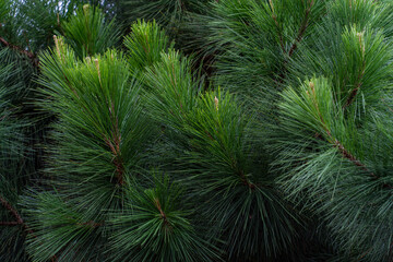 Fototapeta na wymiar Pine tree branches background