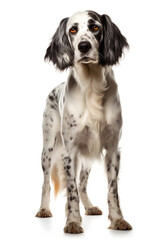 English Setter Dog Isolated on White Background - Generative AI