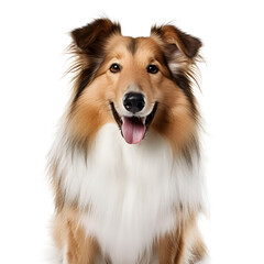 Fototapeta premium Rough Collie Dog Isolated on White Background - Generative AI