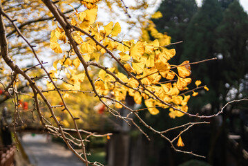 The golden yellow ginkgo leaves in late autumn