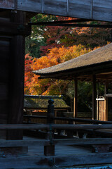 Fototapeta premium 西教寺の紅葉