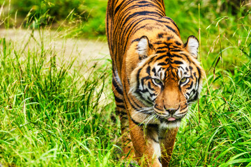 tiger close-up walks on the grass. Animal protection concept