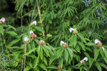 flowers in the garden