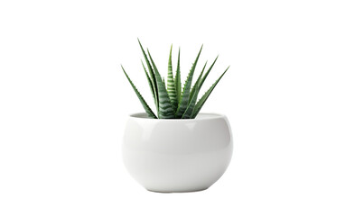 Aloe Vera Plant Seedling in a White Bowl on a Transparent Background