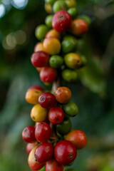 Coffee beans ripening, fresh coffee, red berry branch, industry agriculture on tree in Vietnam