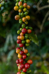Coffee beans ripening, fresh coffee, red berry branch, industry agriculture on tree in Vietnam