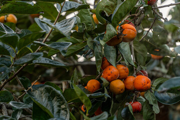 Persimmon tree fresh fruit that is ripened hanging on the branches in plant garden. Juicy fruit and ripe fruit with persimmon trees lovely crisp juicy sweet in Dalat city, Vietnam