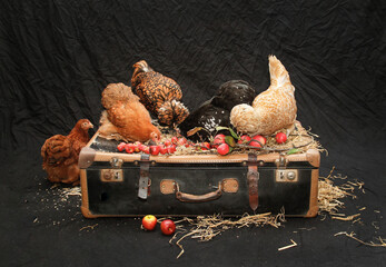 Zuchthühner auf Koffer