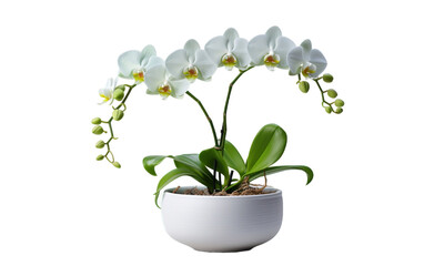 Naklejka na ściany i meble Orchid Plant Seedling in a White Bow on a Transparent Background