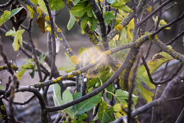 Close-up fig tree branches in autumn.