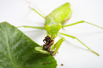 mantis eating grasshopper close up at horizontal composition