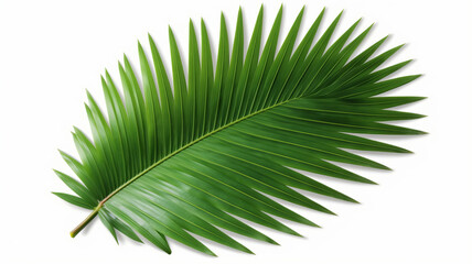 Obraz premium Green leaf of coconut palm tree on transparent background png file