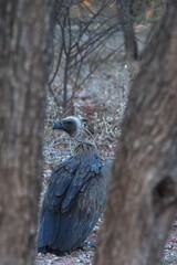 Kapgeier (Gyps coprotheres) im Abendlicht in Namibia. 