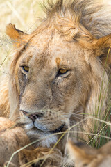 Male lion lying in the grass and the rest on the day
