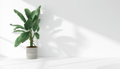Green tropical banana tree plant in sunlight, soft shadow on white wall room for luxury organic...
