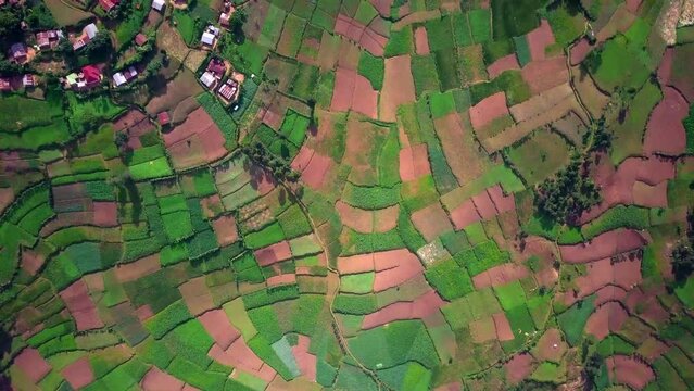 Top Down View Of Farming Terraces In Africa - drone shot