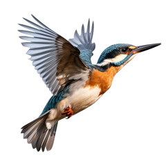 Flying kingfisher isolated png - obrazy, fototapety, plakaty