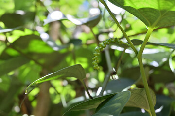 A curved immature young fruit stage black pepper spike hanging from a leaf node
