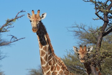 Steppengiraffe (giraffa camelopardalis) in Namibia.