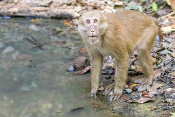 Monkey in the forest, Thailand. (macaca fascicularis)